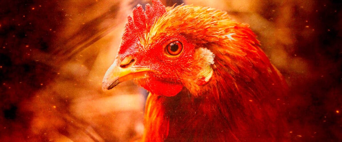 migliori slot tema gallina